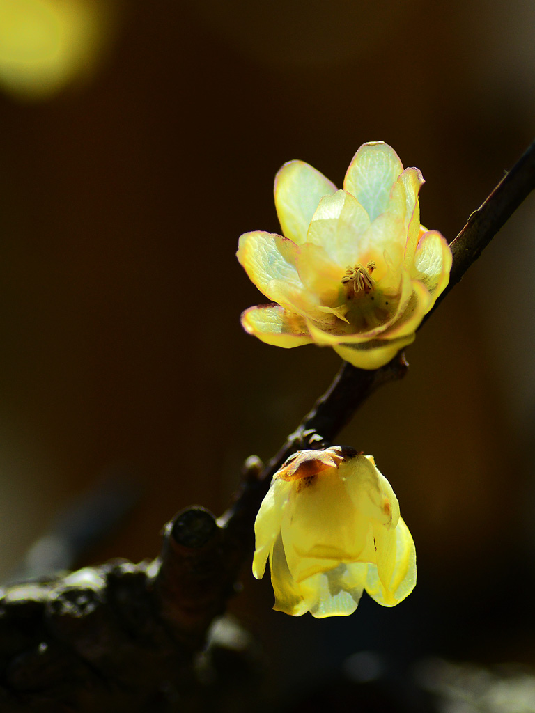 腊梅花开报春来 摄影 桃花江