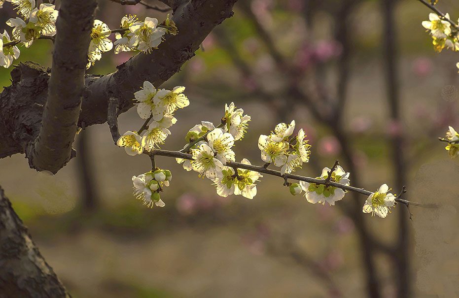 犹有花枝俏 摄影 lingsu