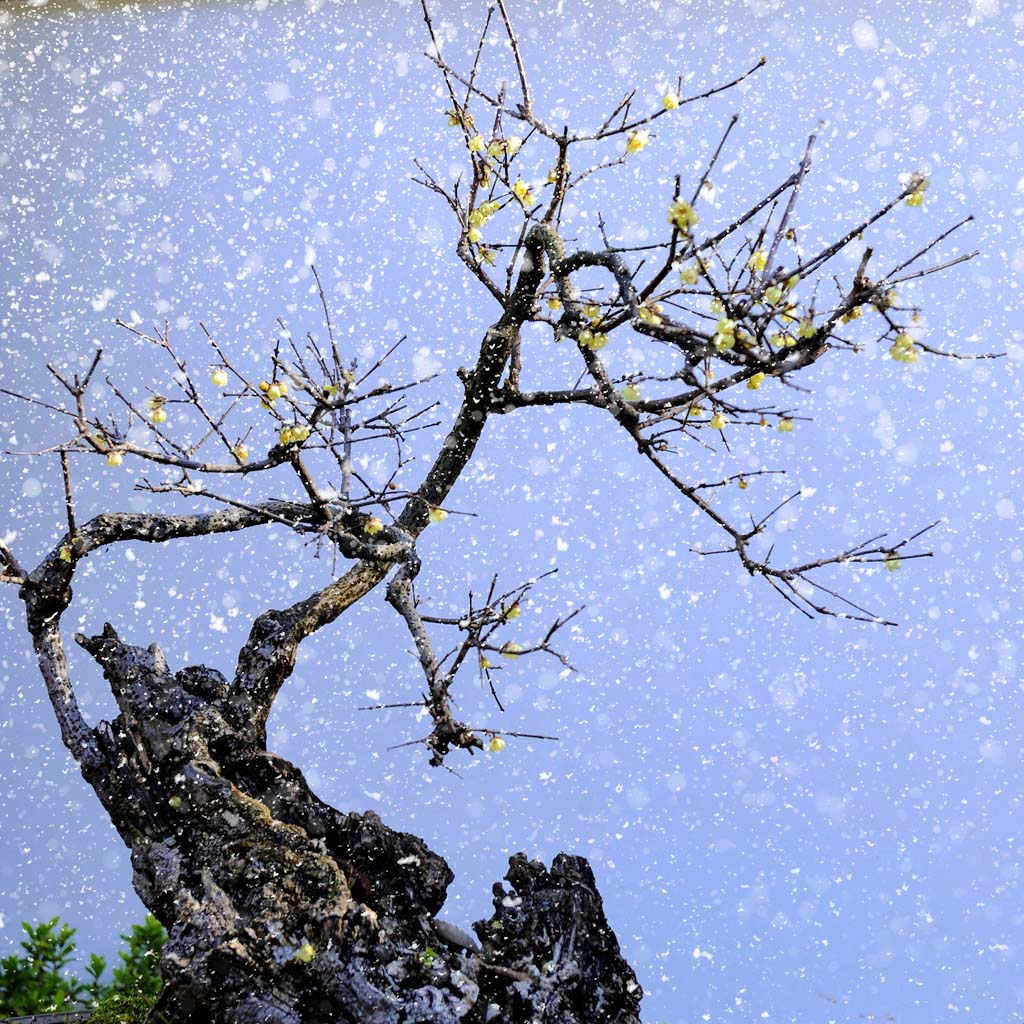 飞雪迎春到 摄影 桃花江