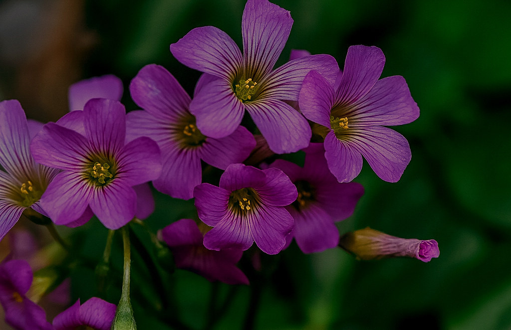 青岛微距中的紫色槿 摄影 qdzp
