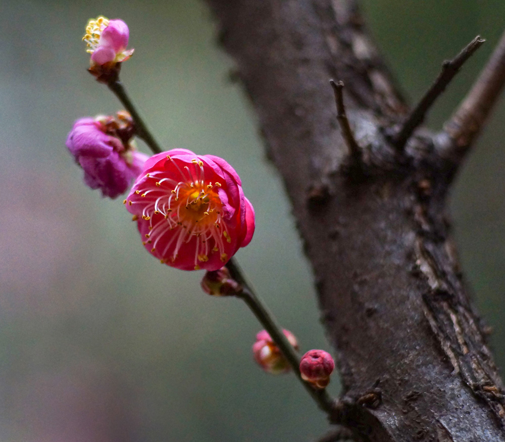 红梅花开 摄影 留恋