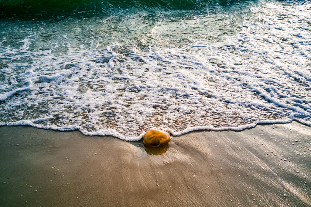 引领潮流的“太岁”？ 摄影 西蒙赵