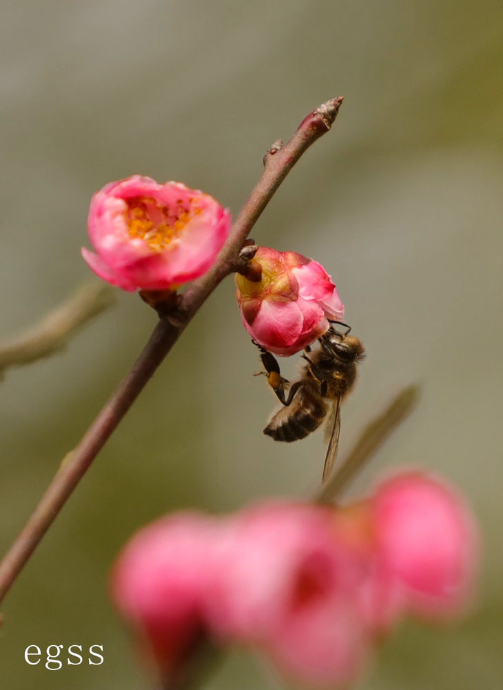 蜂采（3） 摄影 二杠三