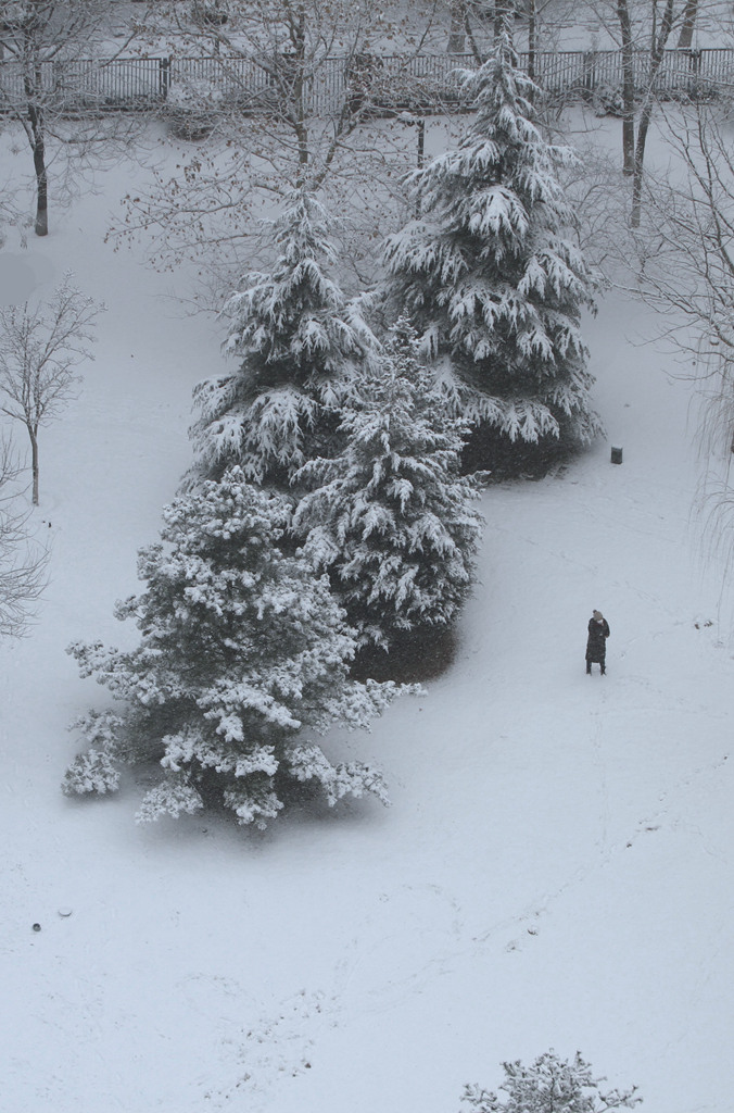 春雪 摄影 寒心