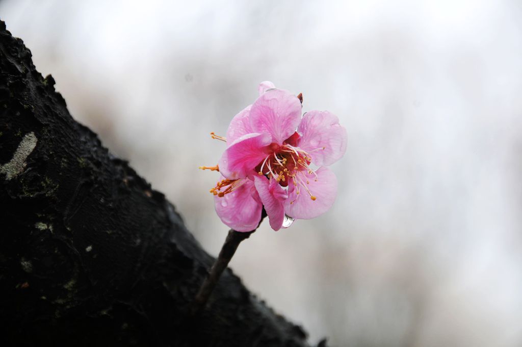 梅花 摄影 mitaka