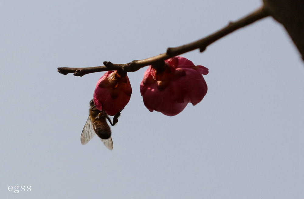 蜂采（6） 摄影 二杠三