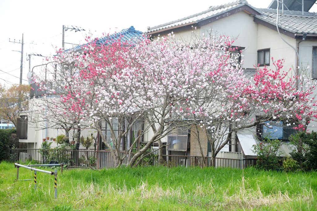 春的家园 摄影 mitaka