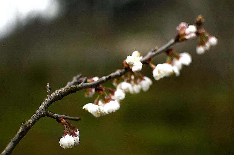 今日春暖花开 摄影 buyuanfa