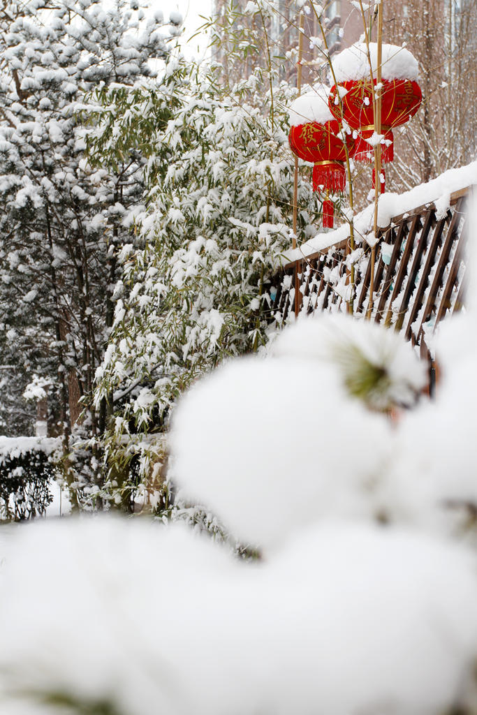 春雪 摄影 寒心