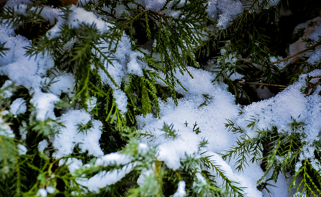 青岛的春雪 摄影 qdzp