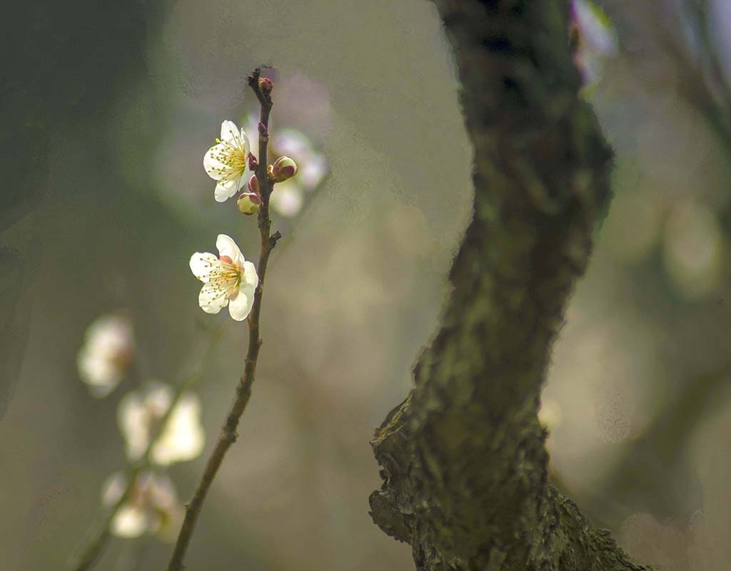 梅花报春 摄影 lingsu