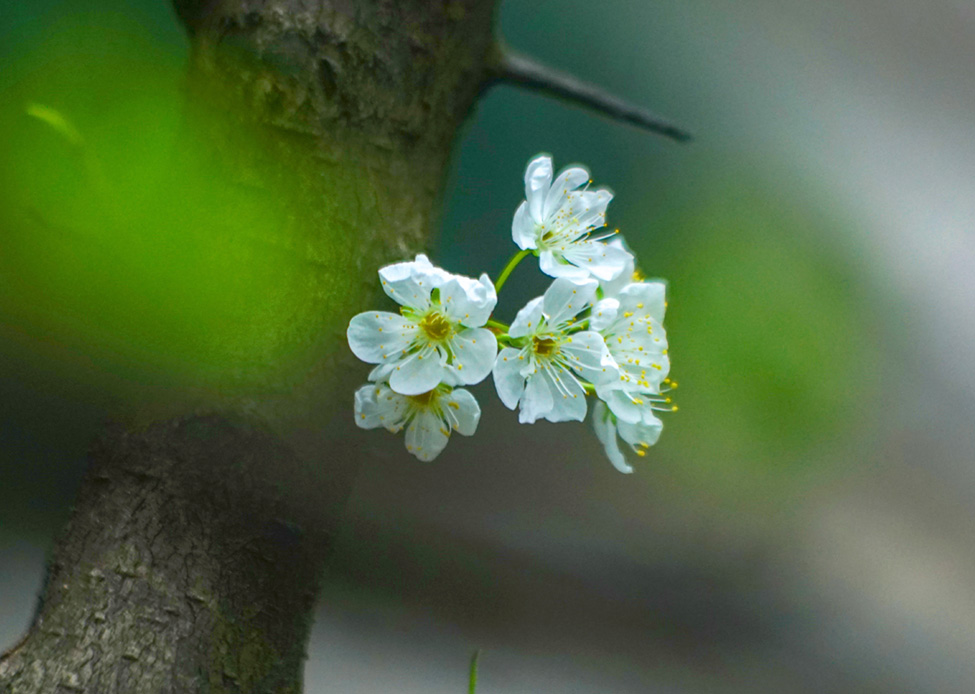 李花开 摄影 留恋