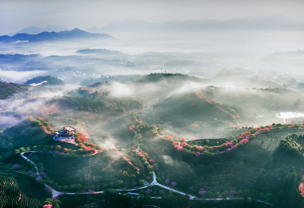 樱花茶园 摄影 langaa