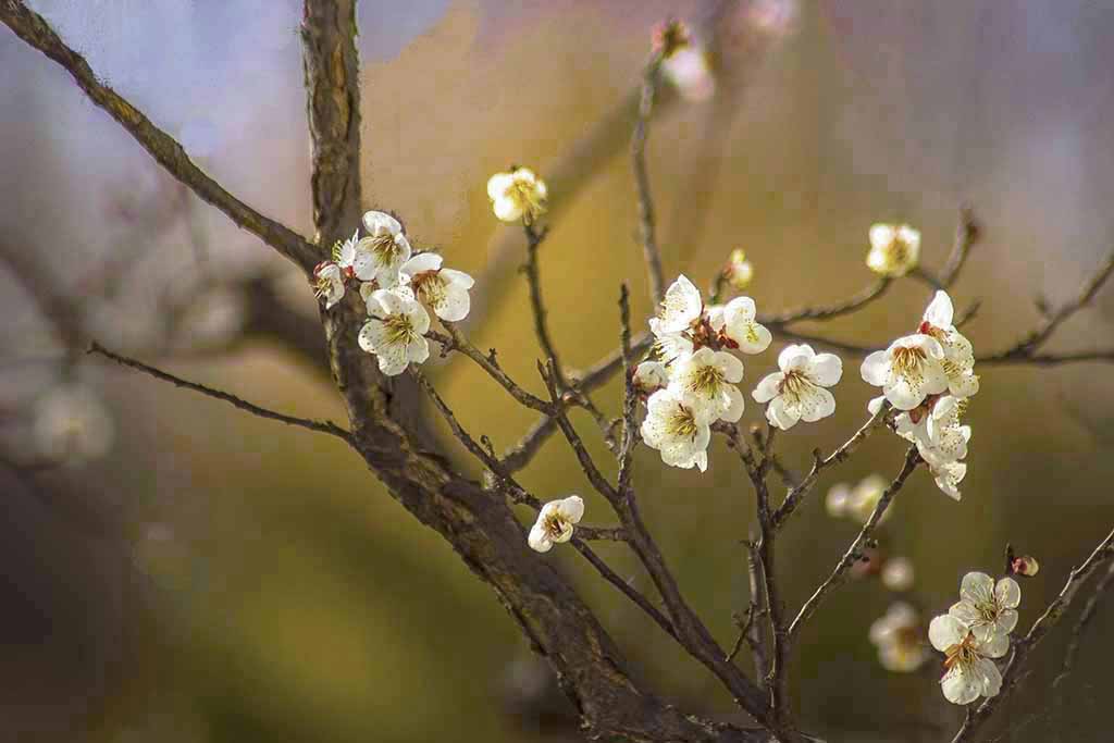 梅花报春 摄影 lingsu