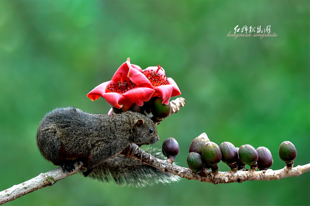 红棉松鼠图 摄影 峡山