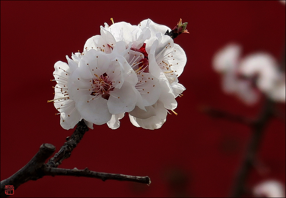 也拍春花 摄影 zhangxunyong