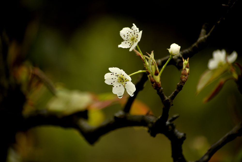 好花知时节 摄影 buyuanfa