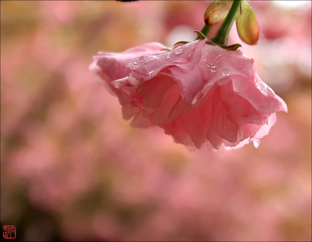 淡淡花香如梦来 摄影 zhangxunyong