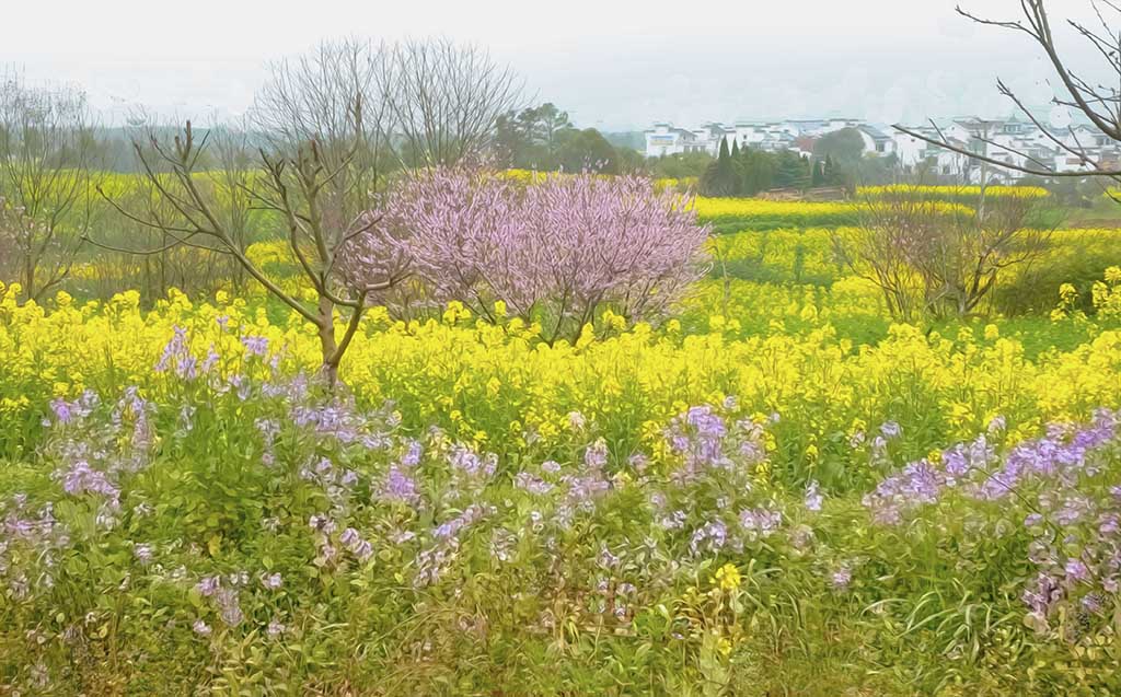 春天里 摄影 lingsu