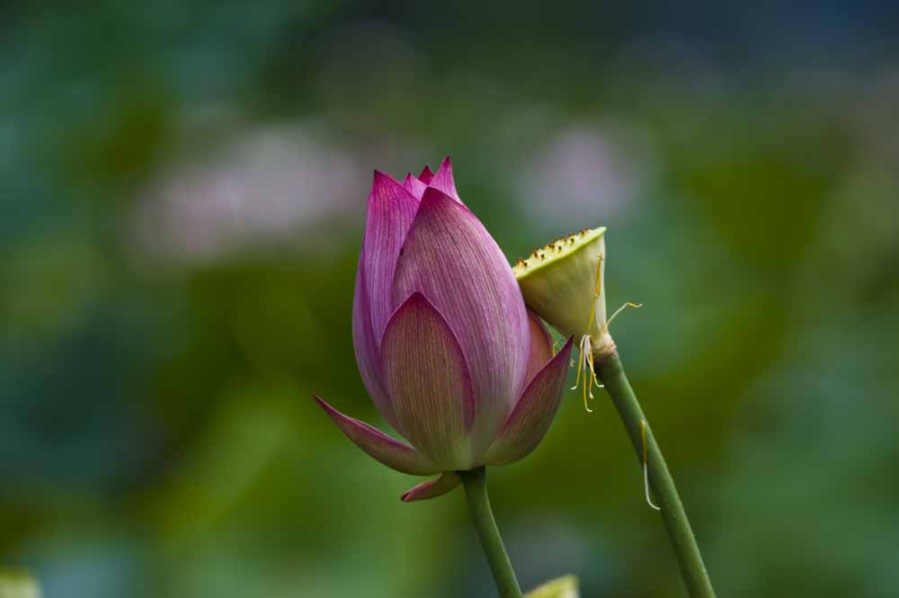 依靠 摄影 摄眼看花