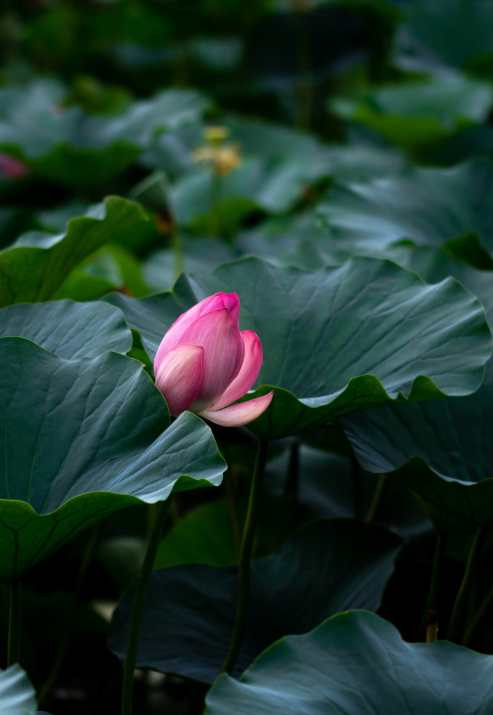 《荷花》 摄影 海洋小季