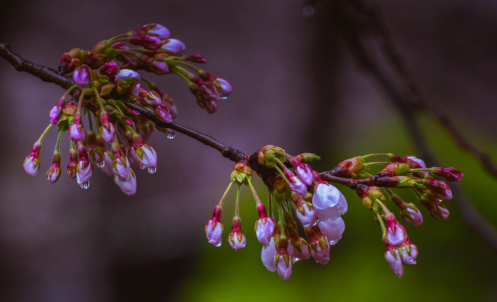 青岛雨中的樱花 摄影 qdzp