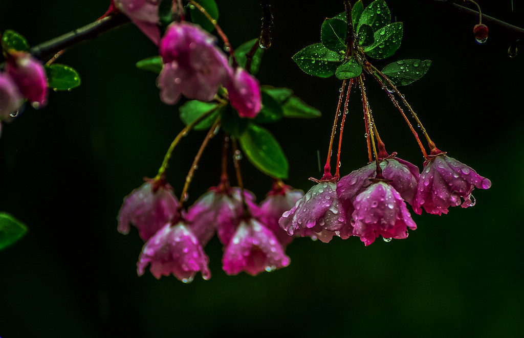 青岛雨中的海棠 摄影 qdzp