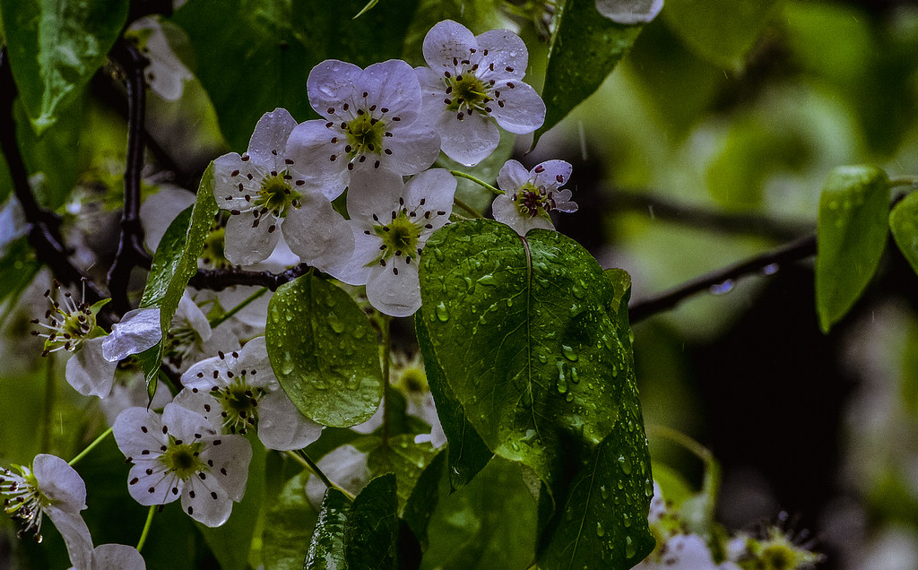 青岛雨中的梨花 摄影 qdzp