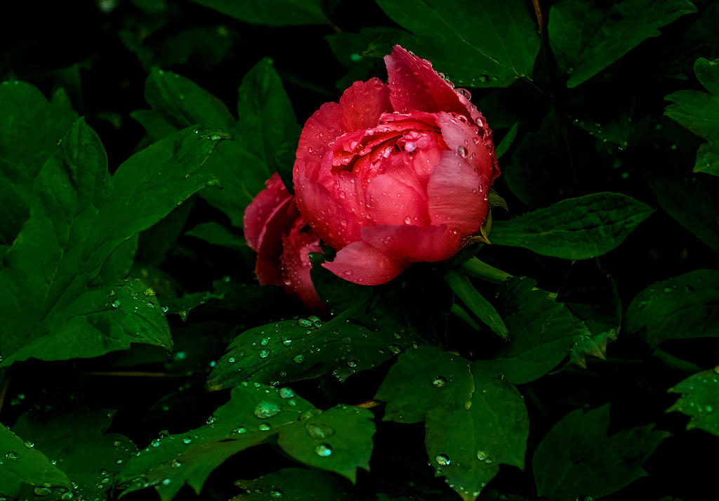 青岛雨中的牡丹 摄影 qdzp