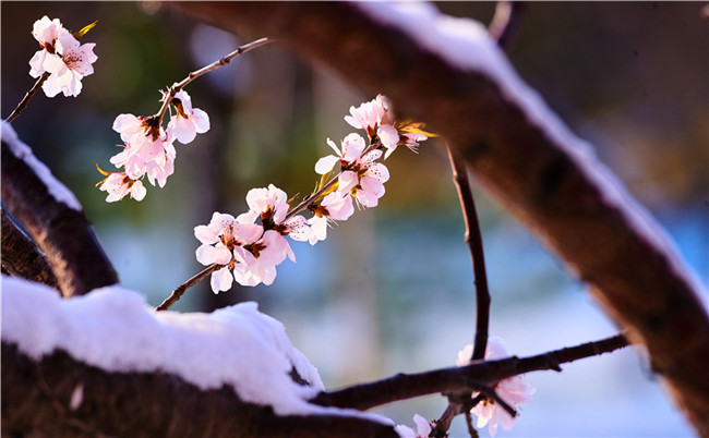 雪打春花 摄影 范静义