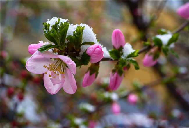 雪打春花 摄影 范静义