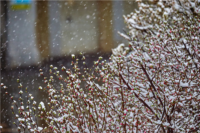 雪中花 摄影 范静义