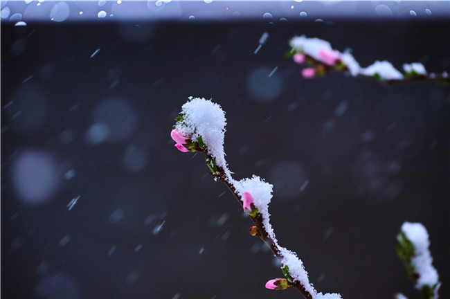 雪中花 摄影 范静义