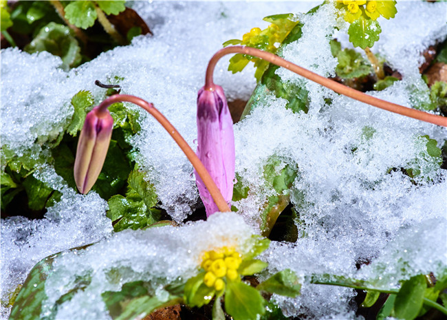 雪中花 摄影 范静义