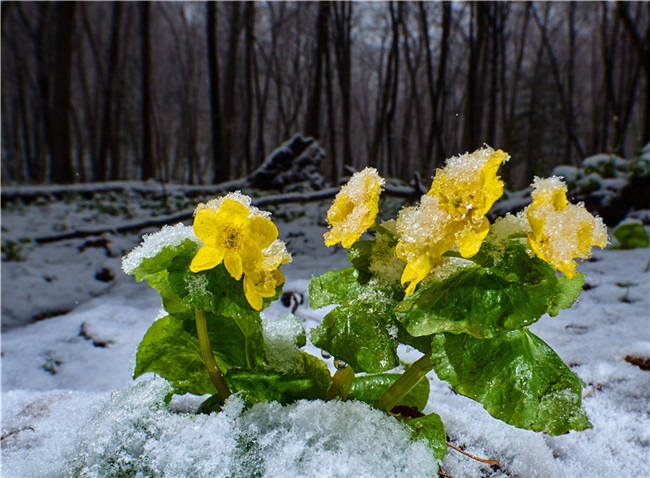 雪中花 摄影 范静义