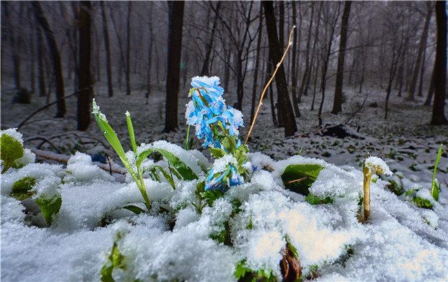 雪中花 摄影 范静义