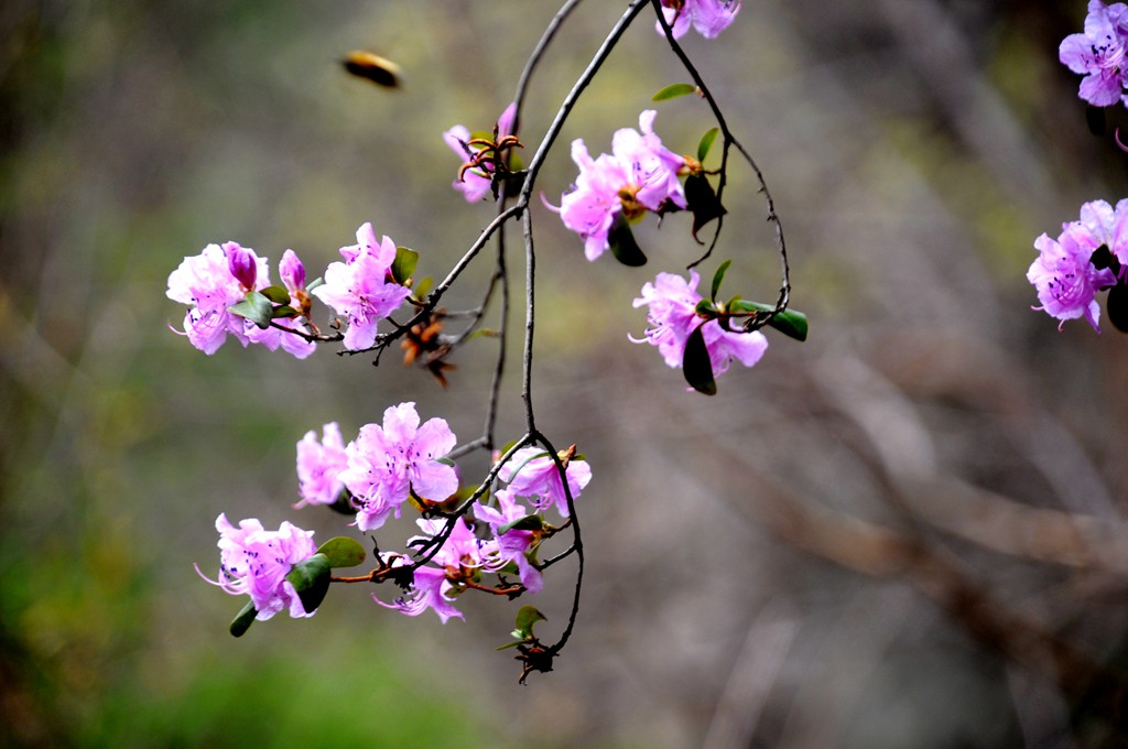 野杜鹃花 摄影 mitaka