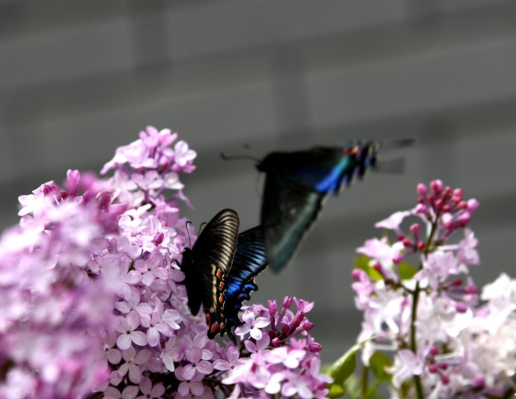 蝴蝶和丁香花 摄影 mitaka