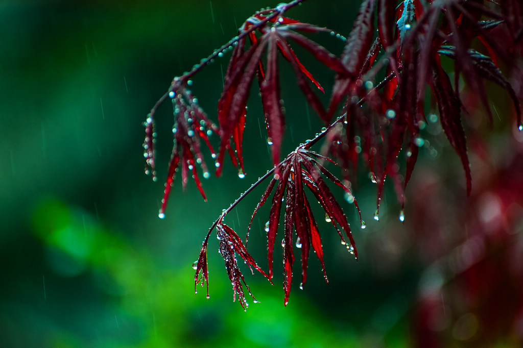 青岛雨中的红叶 摄影 qdzp