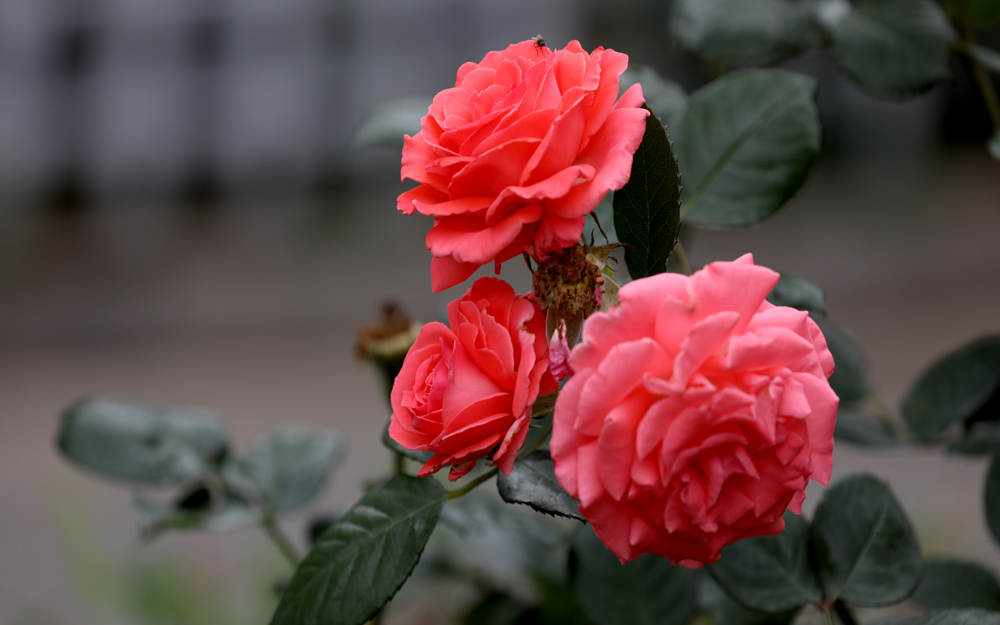 月季花 摄影 松雪