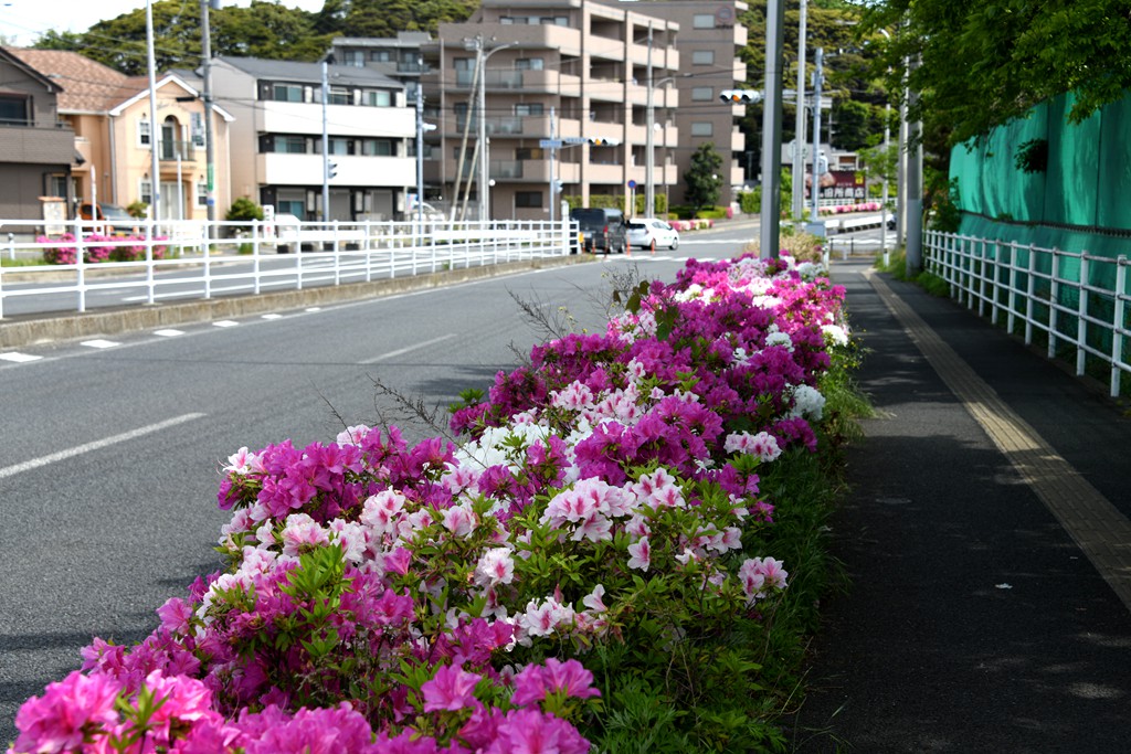 初夏街景 摄影 mitaka