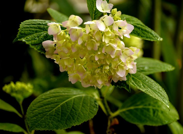 花开时节 摄影 buyuanfa