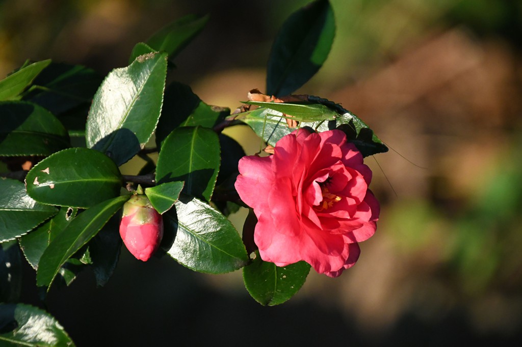 山茶花 摄影 mitaka