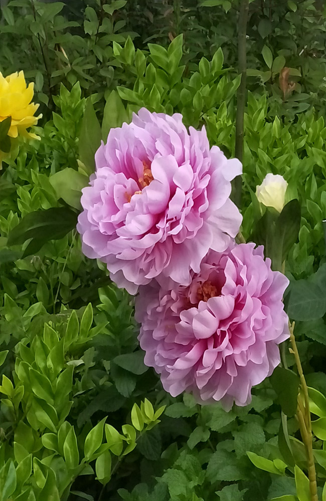 淡紫色大朵月季花 摄影 松雪