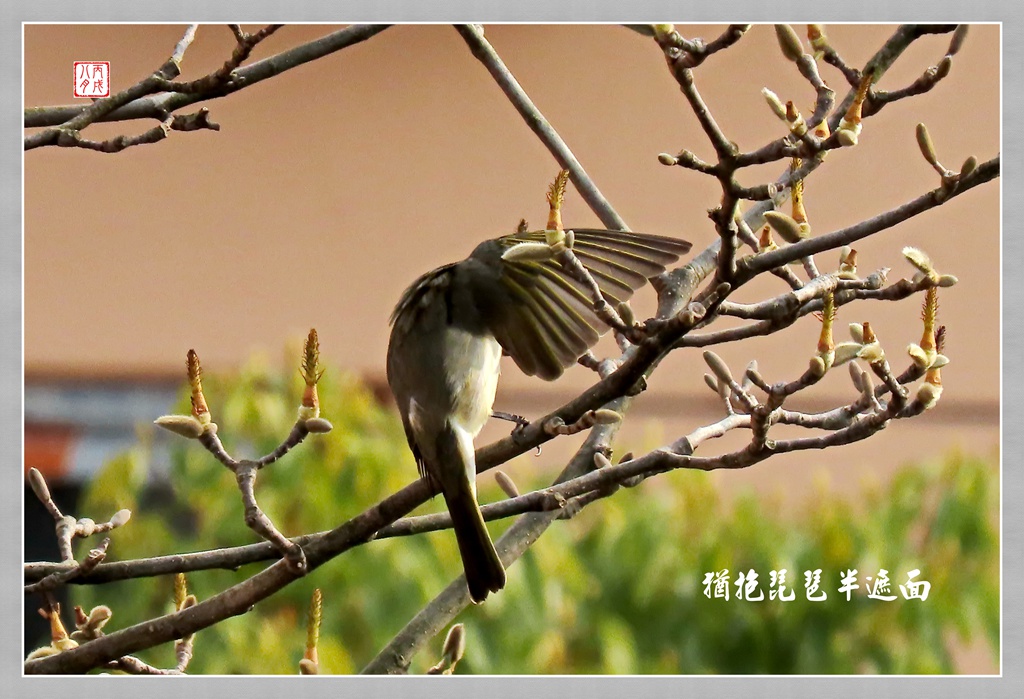 猶抱琵琶半遮面（鳥趣） 摄影 丙戌八月