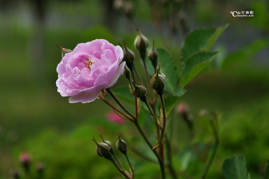 蔷薇【1】 摄影 长安山石