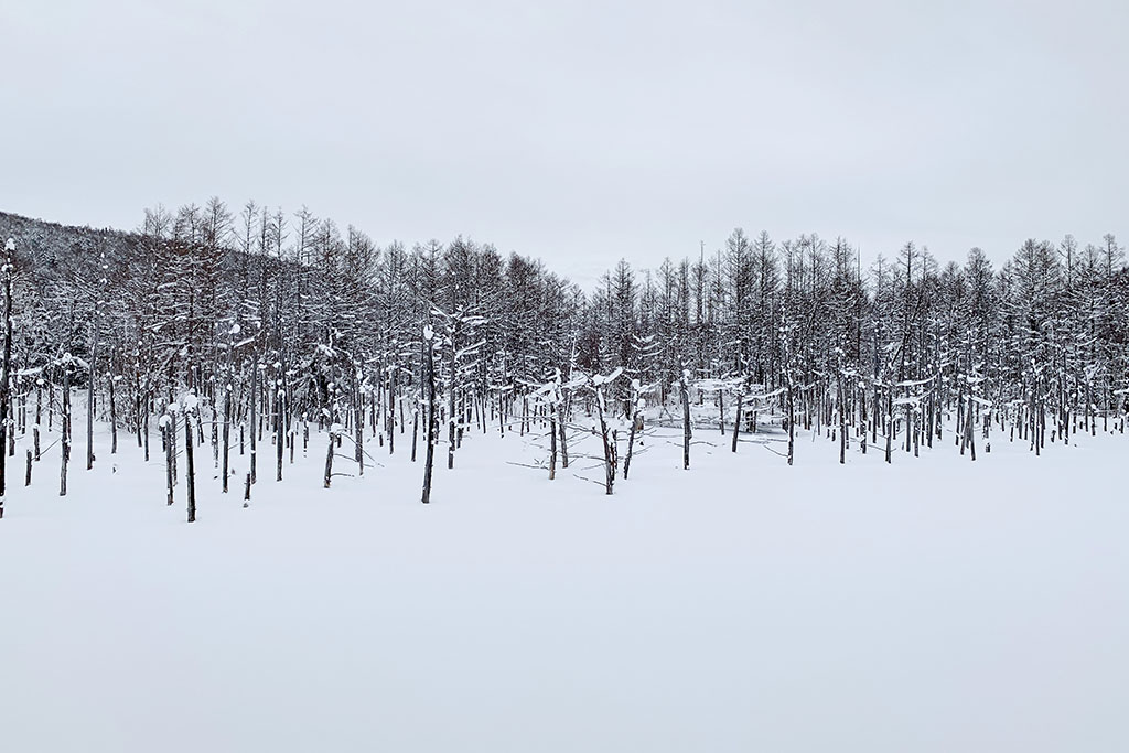 北海道美瑛01 摄影 积石