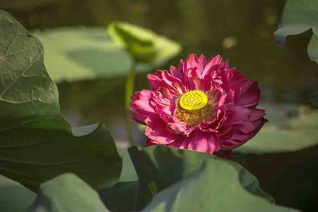 众叶托花 摄影 lingsu