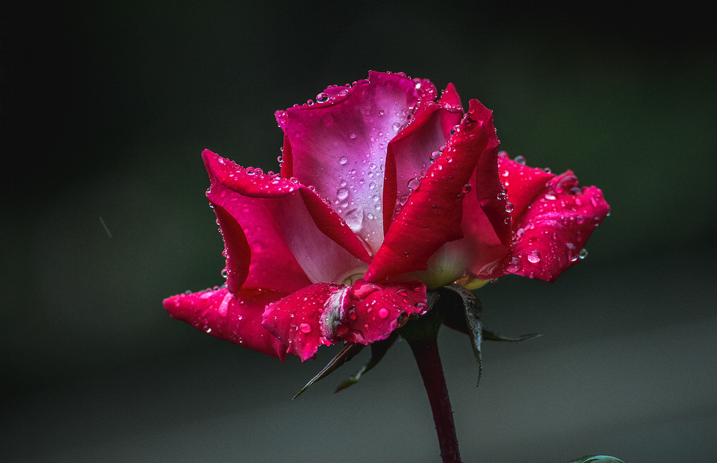 青岛雨中的月季 摄影 qdzp