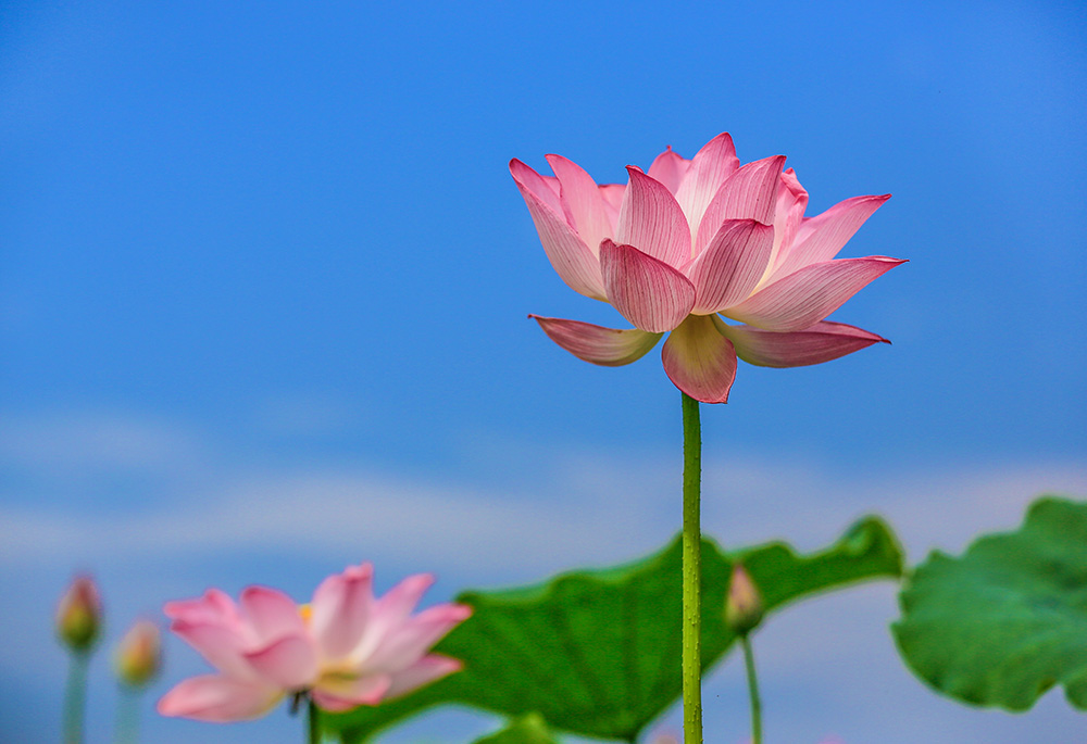 荷花 摄影 baojh